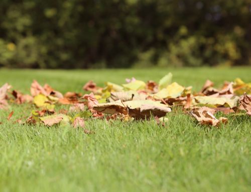 Doprajte trávniku jesenné hnojenie, posilnite ho pred zimou