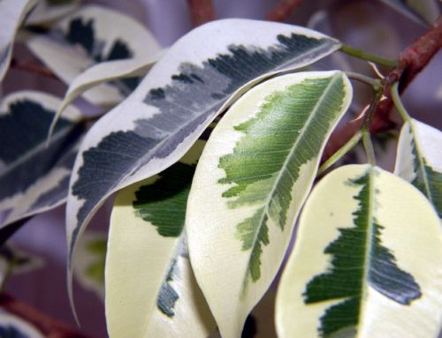 Vyživte vaše izbové rastliny okrasné listom